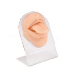 Expositor De Silicone com Acrílico/E993 - Imagem 2