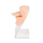 Expositor De Silicone com Acrílico/E993 - Imagem 3
